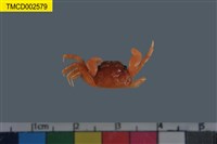 藏品(圓球股窗蟹)的圖片